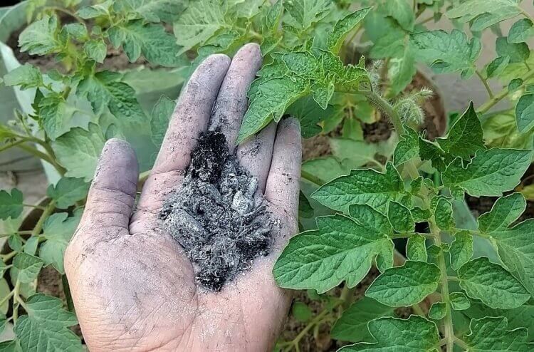 quelle plante aime les cendres tomates