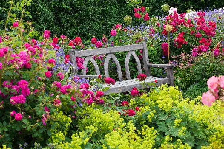 quelle plante associer avec les roses jardin traditionnel anglais alchémille blanches jaunes