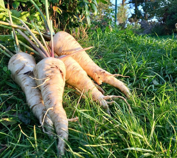 quelle recette de purée de panais 2023