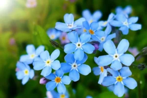 quelles fleurs planter au pied d'un laurier sauce le myosotis bleu