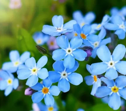 quelles fleurs planter au pied d'un laurier sauce le myosotis bleu