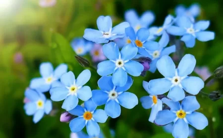 quelles fleurs planter au pied d'un laurier sauce le myosotis bleu