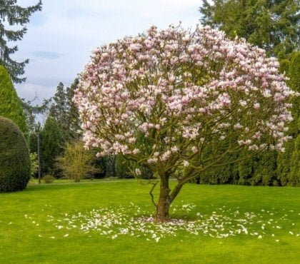 quelles plantes au pied d'un magnolia planter plein soleil position aspect nord est neuf mètres distance