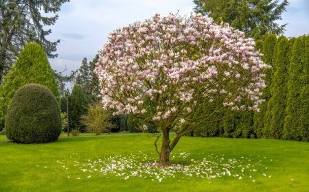 quelles plantes au pied d'un magnolia planter plein soleil position aspect nord est neuf mètres distance