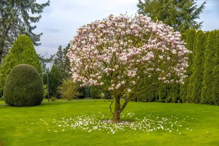 quelles plantes au pied d'un magnolia planter plein soleil position aspect nord est neuf mètres distance