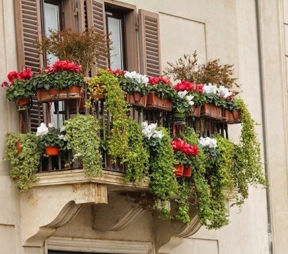 quelles plantes brise vue balcon terrasse pour se protéger du vis a vis voisins