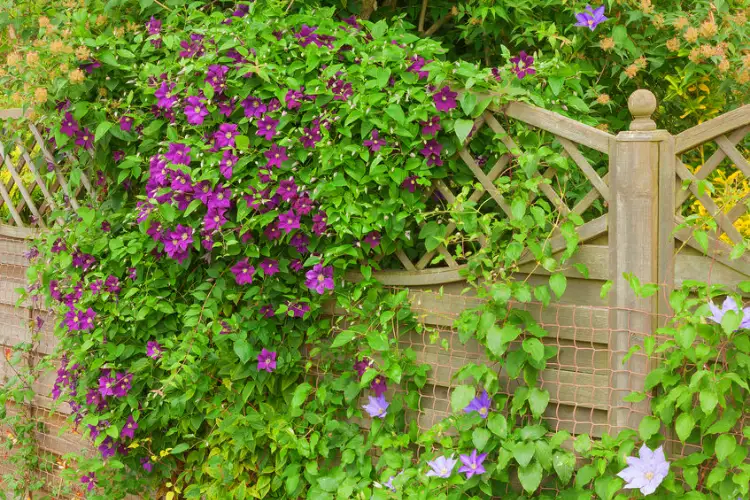 quelles plantes grimpantes pour végétaliser cloture jardin clématites belle de jour
