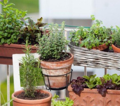 quelles plantes pour une terrasse en plein soleil 2023