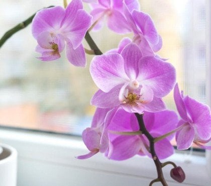 quelles sont les erreurs entretien orchidees à éviter pour booster floraison orchidée en pot intérieur