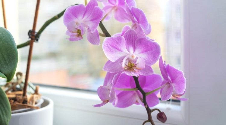 Film pour vitre,Film décoratif pour fenêtre, fleurs d'orchidées