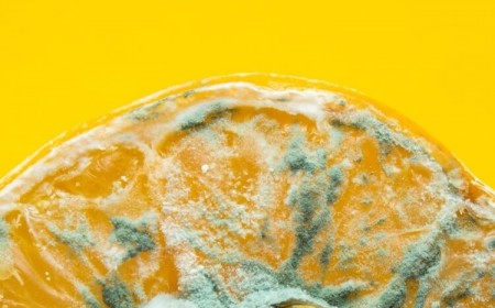 quelles sont les moisissures toxiques sur les aliments