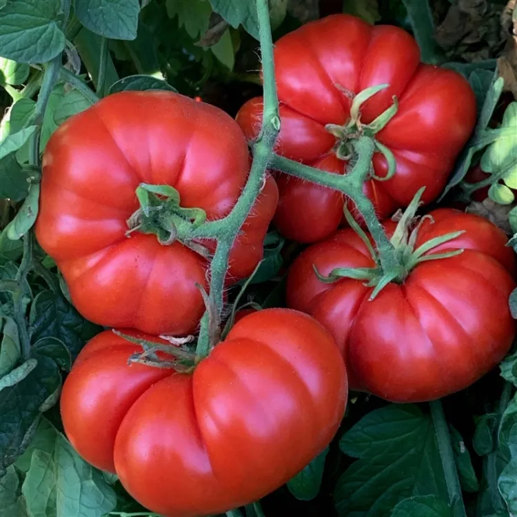 quelles sont les variétés de tomates les plus goûteuses sorte marmande