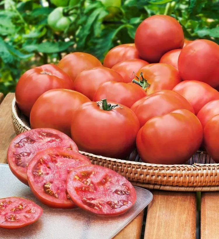 quelles sont les variétés de tomates les plus productives sorte celebrity