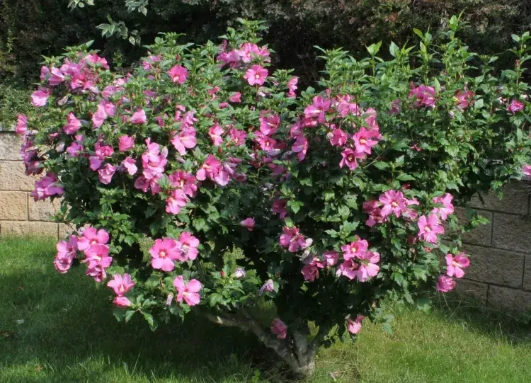 quels arbustes se portent le mieux au soleil hibiscus syriacus rose sharon produit grandes fleurs