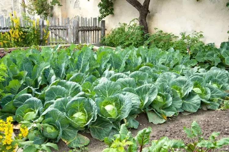 quels légumes ne pas planter à côté des fraisiers
