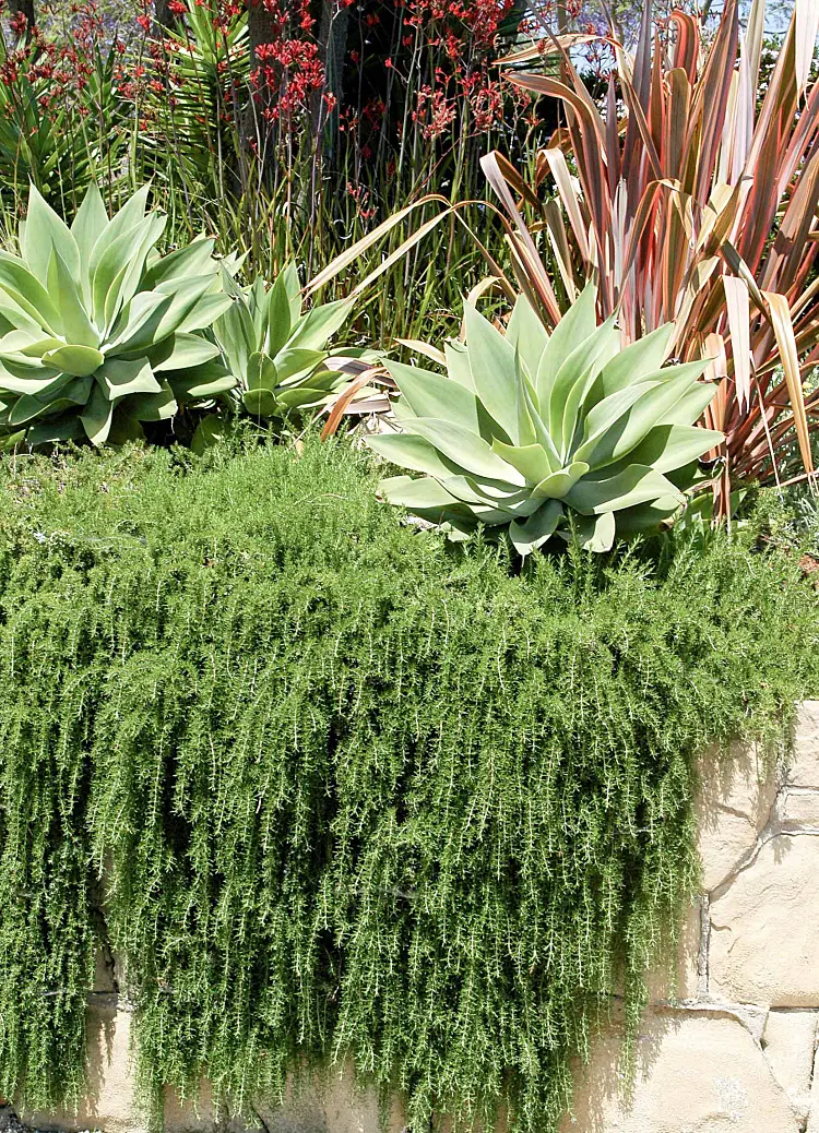 romarin rampant plante comestible cuisine herbe couvre sol ombre soleil jardin