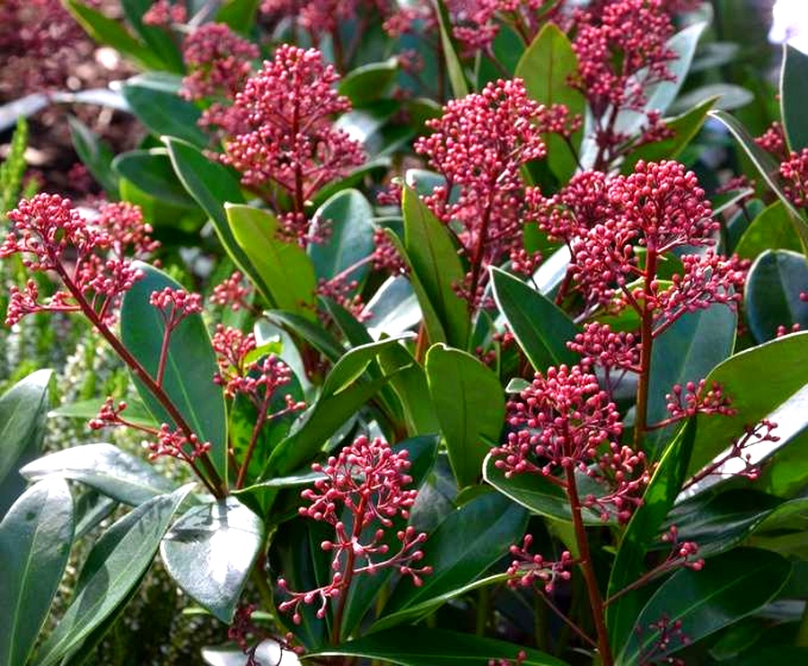 skimmias fleurs à racines peu profondes
