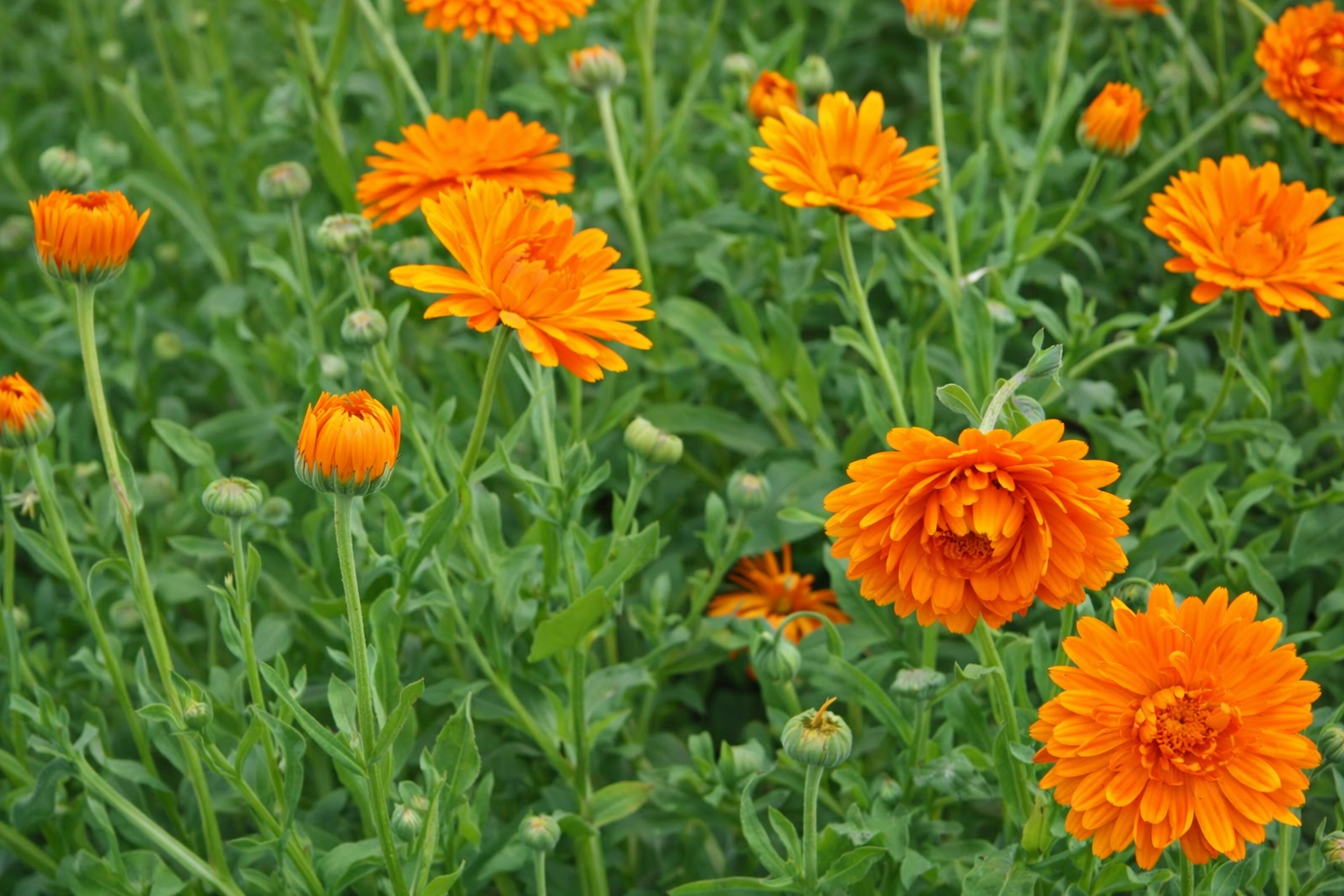 souci fleur à racine peu profonde