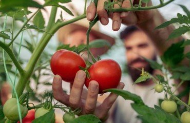 tomates qui poussent bien pot