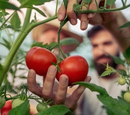 tomates qui poussent bien pot