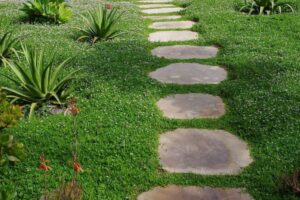 top 3 solutions couvres sols pour remplacer la pelouse