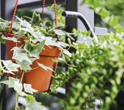 top 5 des plantes pour balcon peu ensoleillé