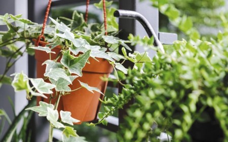 top 5 des plantes pour balcon peu ensoleillé
