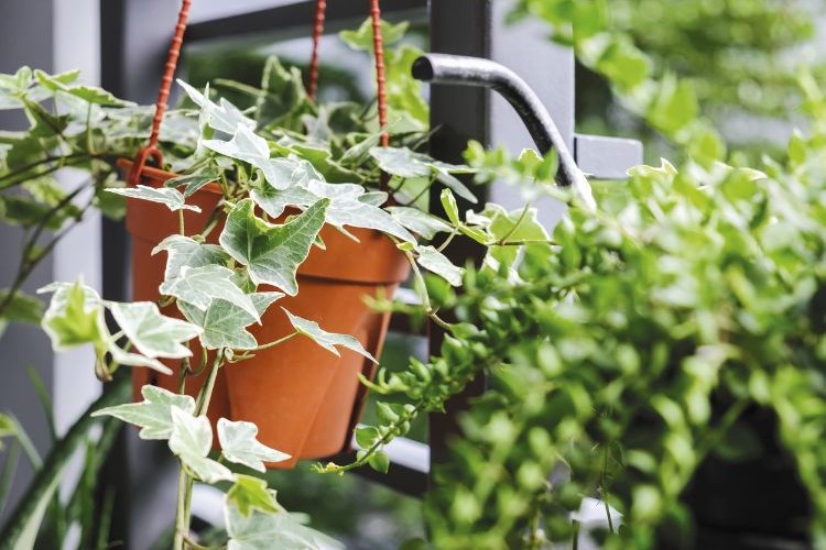 top 5 des plantes pour balcon peu ensoleillé