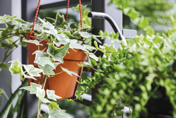 top 5 des plantes pour balcon peu ensoleillé