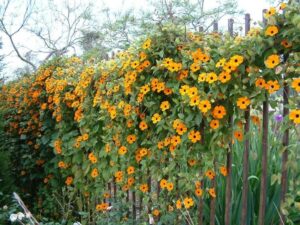 top plantes grimpantes pour cloture végétalisée susanne yeux noirs