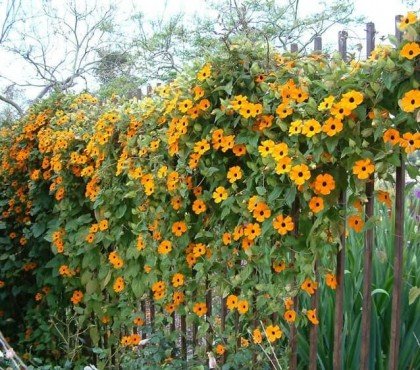 top plantes grimpantes pour cloture végétalisée susanne yeux noirs