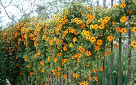 top plantes grimpantes pour cloture végétalisée susanne yeux noirs