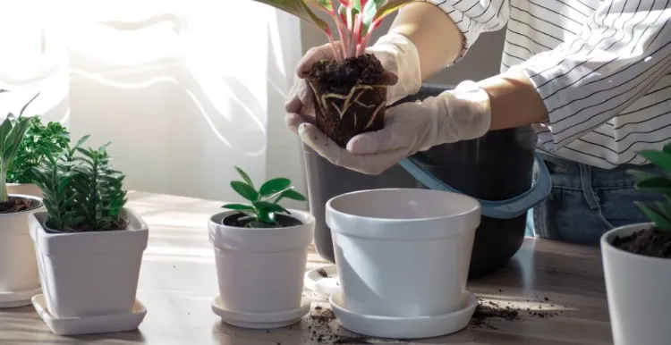 transplantez la plante dans un nouveau pot 2023