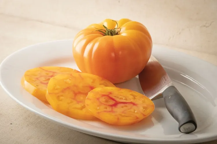 variété de tomate hybride sorte margold