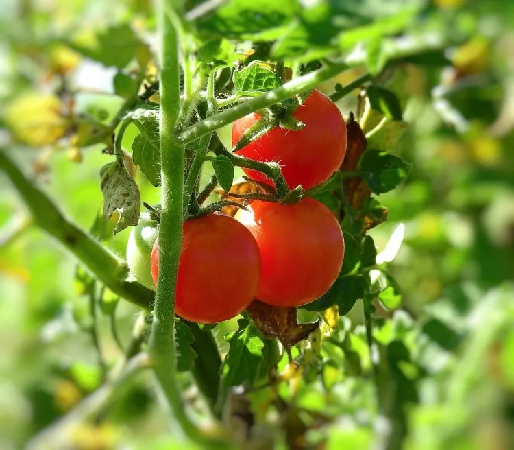 variété de tomate qui résiste au mildiou tomates cerises sorte philovita