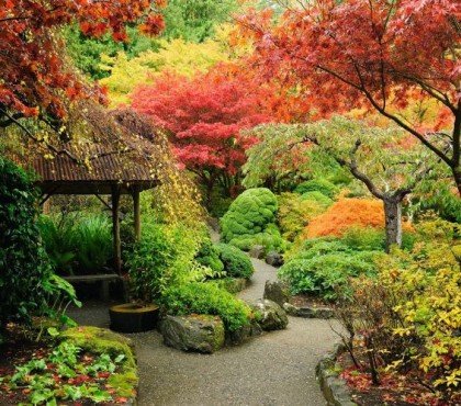 5 plantes pour jardin japonais au soleil zen miniature arbustes exterieur petit couvre sol