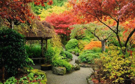 5 plantes pour jardin japonais au soleil zen miniature arbustes exterieur petit couvre sol