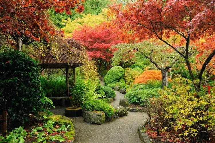 5 plantes pour jardin japonais au soleil zen miniature arbustes exterieur petit couvre sol