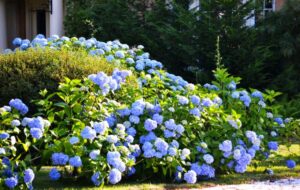 7 arbustes persistants pour se cacher du vis a vis jardin haie fleurie brise vue plein soleil sans entretien