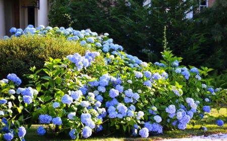 7 arbustes persistants pour se cacher du vis a vis jardin haie fleurie brise vue plein soleil sans entretien