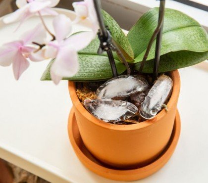 arroser orchidee avec glacons pourquoi mettre des glacons de fois hiver interieur pot eau robinet fleur quelle