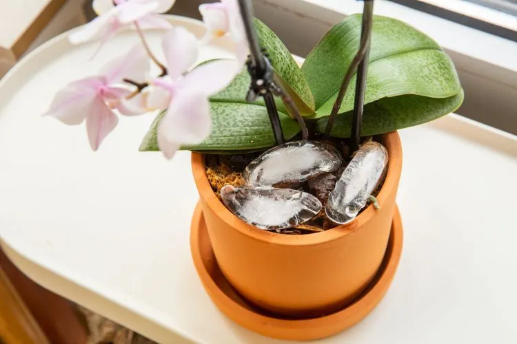 arroser orchidee avec glacons pourquoi mettre des glacons de fois hiver interieur pot eau robinet fleur quelle