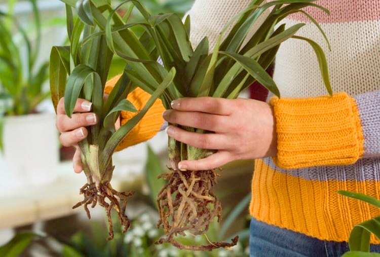 bouturer des orchidées