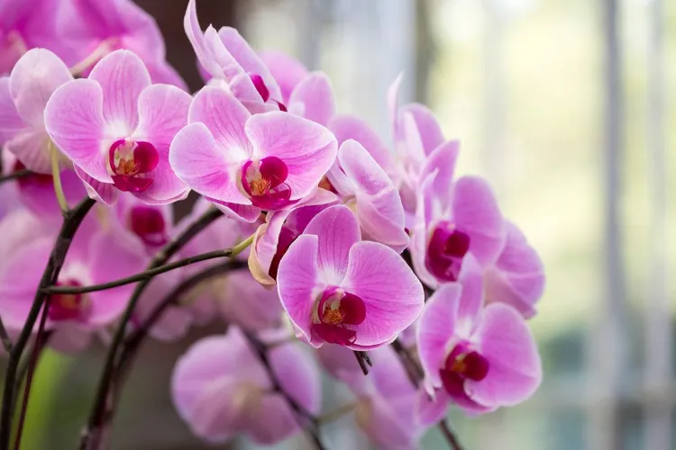 comment arroser des orchidées avec des glaçons de fois hiver interieur pot eau robinet fleur quelle