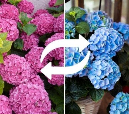 comment avoir des hortensias bleus astuces simples pour changer sa couleur