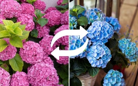 comment avoir des hortensias bleus astuces simples pour changer sa couleur