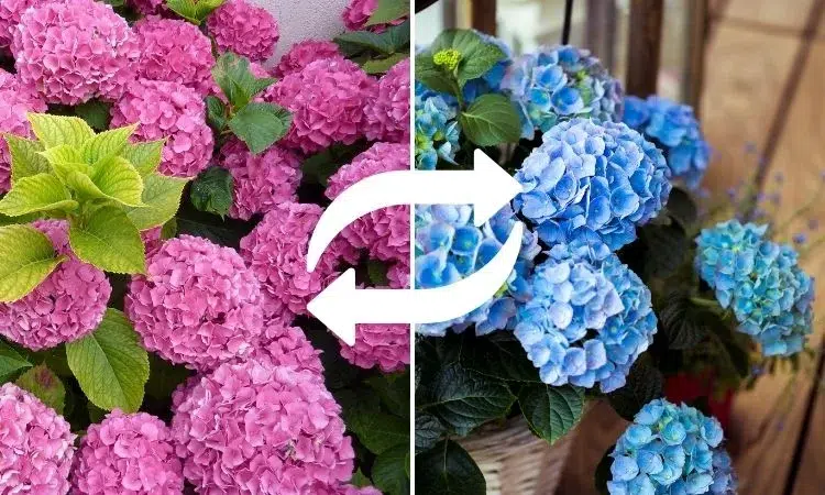 comment avoir des hortensias bleus astuces simples pour changer sa couleur