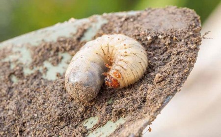 comment distinguer les larves de cétoine et de hanneton gros vers blancs dans les pots de fleurs