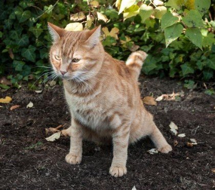 comment empêcher le chat de faire ses besoins dans le jardin