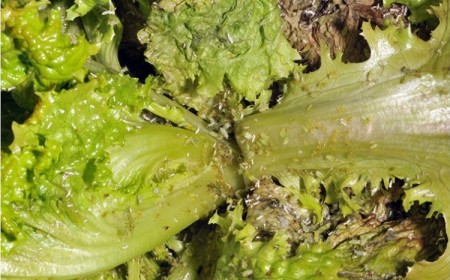 comment éviter la présence de pucerons sur les salades